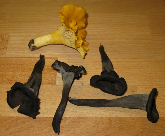 Macrolepiota Procera Parasol